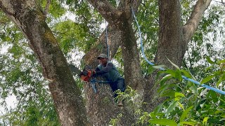 Removing a LARGE dangerous trembesi tree‼️