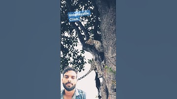 Leopard unbelievable tree climb| #climb #leopard #wildlife #chita #tree #shorts #viral #JkCreator7