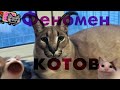 Феномен Котов  😺 Видео про котов. Прикольные коты и их жизнь.