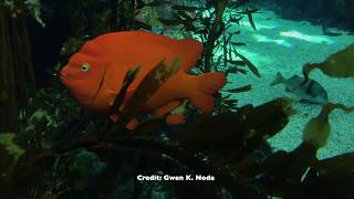 The 2018 global environmental microbiology (gem) students present: 15
second science! california’s state fish by marco krause “do you
know what your fi...