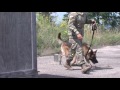 Day 1 Military Working Dog Training Day 1 Military Working Dog Training
