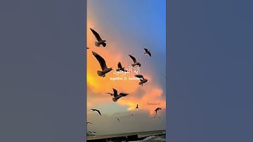 من السورة النور القارئ أحمد خضر
