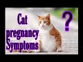 How to know If My Cat Is Pregnant🐈| In Tamil 😻
