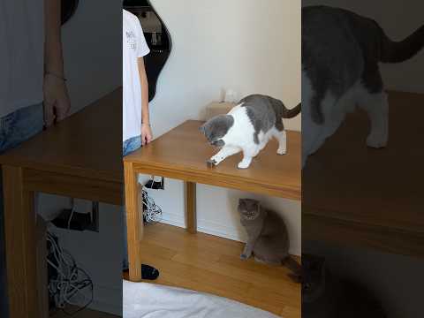 ragebaiting my cats with a tungsten cube