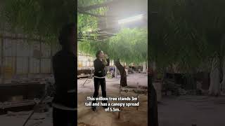 Meet the Artificial Weeping Willow Tree—the statement piece that instantly transforms any room