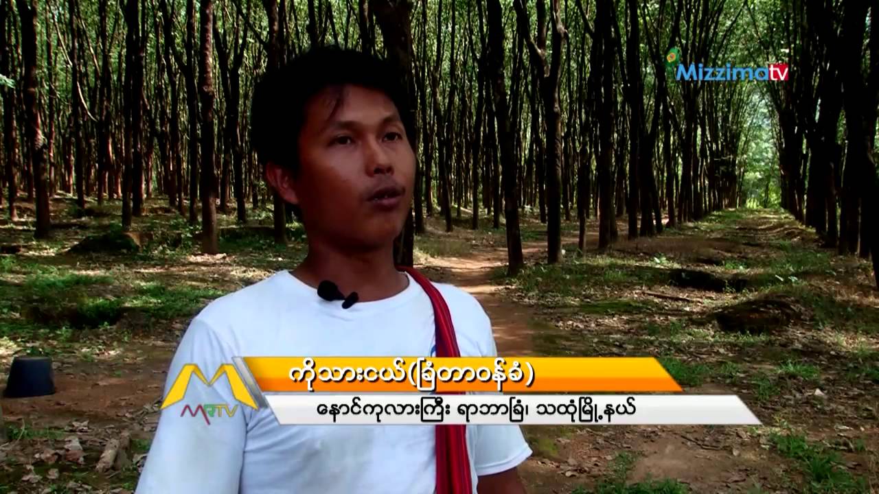 ေရႊျဖဴ  (သို႔) ရာဘာပင္စိုက္ပ်ိဳးေရး (Part_1)