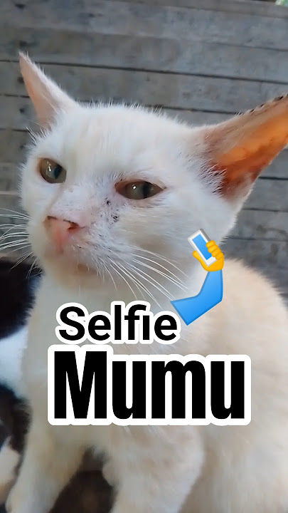 Mumu Selfie Time🤳🐈📸🎬#rumoehmioeng #cat #kucing #mioengoyen #shorts #catshorts #kucingkampung #memes