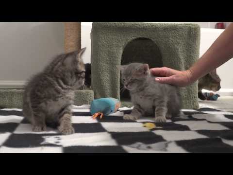 Inseparable shelter cats from Lake Humane Society raise kittens together: Ready Pet GO!