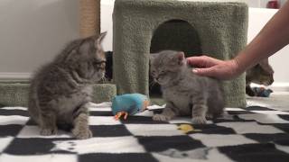 Inseparable shelter cats from Lake Humane Society raise kittens together: Ready Pet GO!