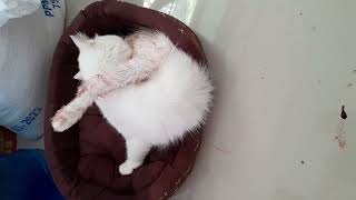 Nahirapan pag Anak c tamarah sa 5 little kitten n'ya halos tatlong Oras....#viralvideo #video #cat