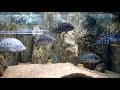 Texas herichthys cichlids i inne pielęgnice