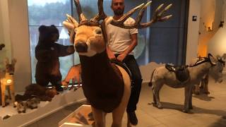 steiff museum