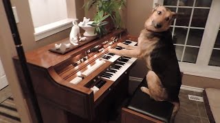 Rescue dog turns on piano and plays it screenshot 1