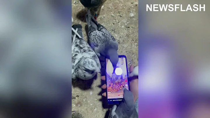 Pigeons Peck Owners Phone As It Plays Video Showin...