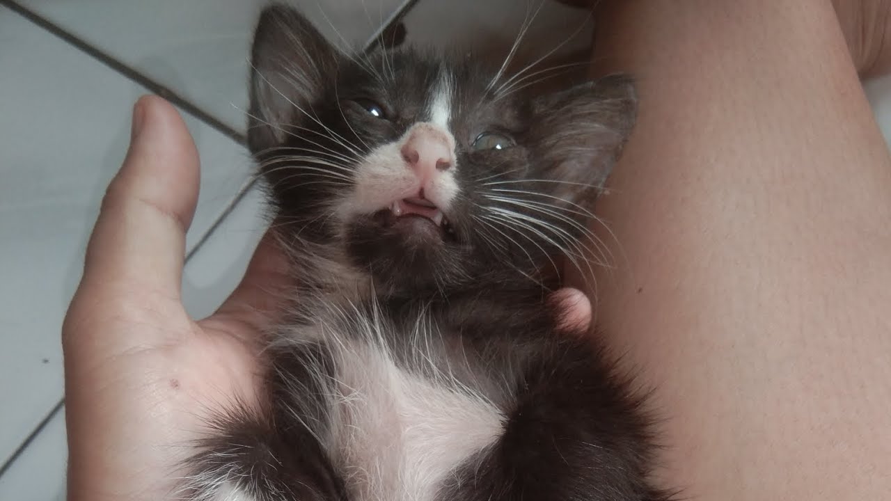Kucing overdosis obat Suntikan Wormectin (Obat Scabies/Jamur) , & Cara