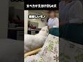 食事の介護が必須の大型犬 #greatpyrenees #癒し #大型犬のいる生活 #大型犬と暮らす #大型犬 #グレートピレニーズ #愛犬 #犬のいる生活 #いぬすたぐらむ