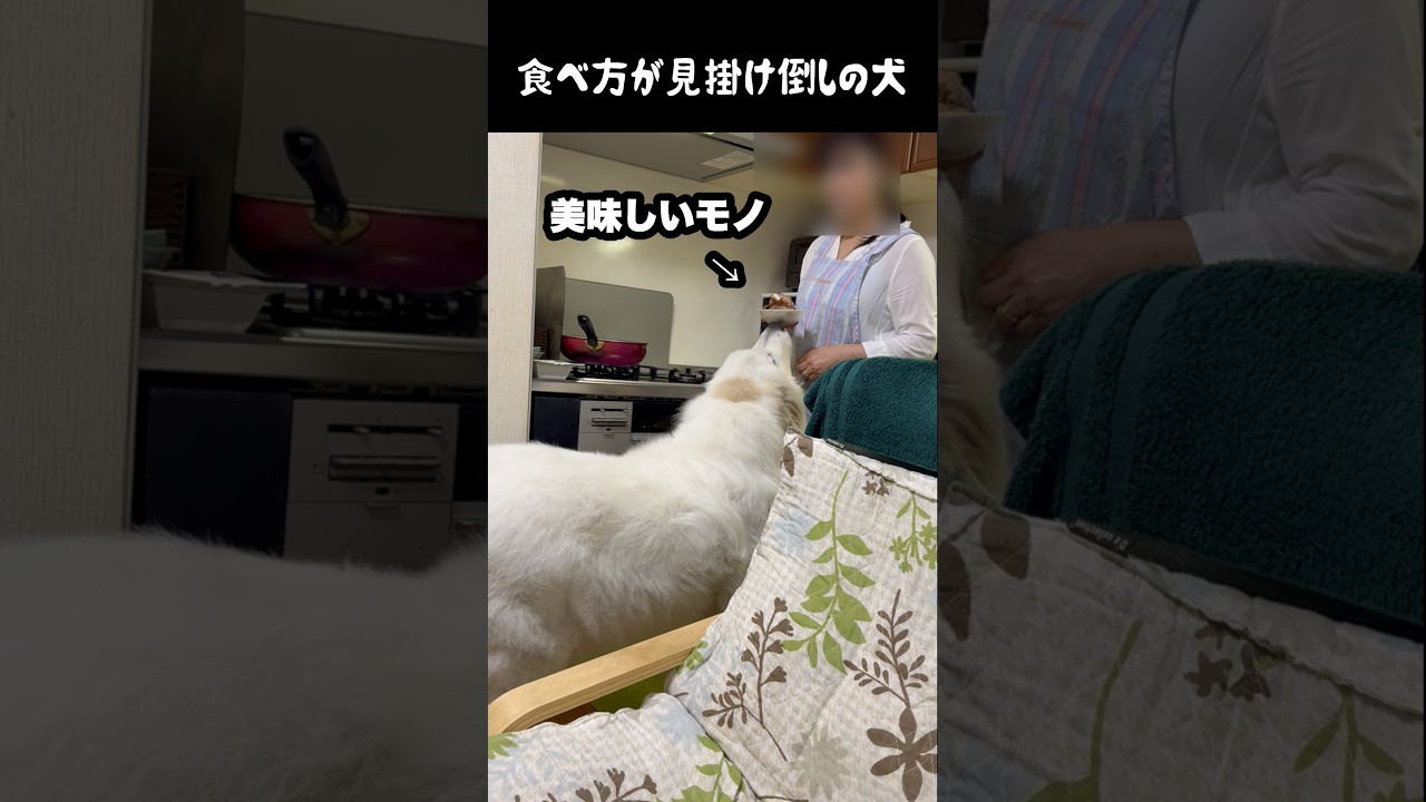 食事の介護が必須の大型犬 #greatpyrenees #癒し #大型犬のいる生活 #大型犬と暮らす #大型犬 #グレートピレニーズ #愛犬 #犬のいる生活 #いぬすたぐらむ