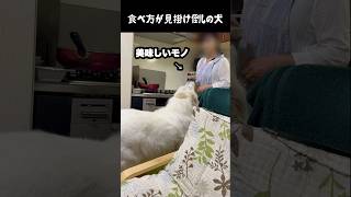 食事の介護が必須の大型犬　#greatpyrenees #癒し #大型犬のいる生活 #大型犬と暮らす #大型犬 #グレートピレニーズ #愛犬 #犬のいる生活 #いぬすたぐらむ
