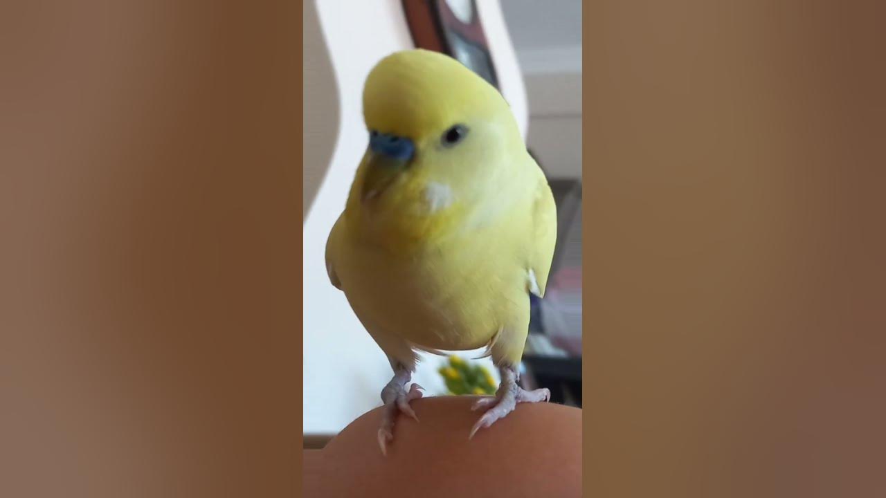 jshsjsj#keşfet - YouTube
