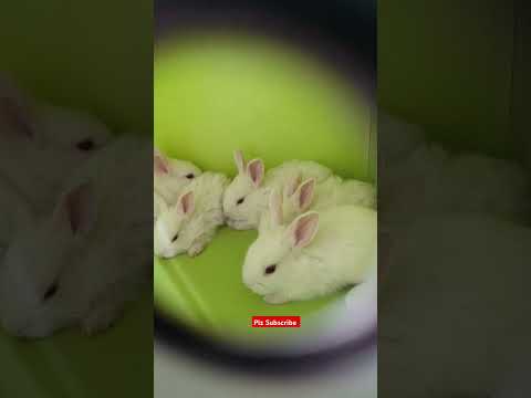 Cutie pie Bunny Rabbit 🐰 #rabbit #bunny #cute #animals #pets #cuteanimals #bunnys #pet