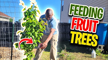 When and How to fertilize Fruit Trees?