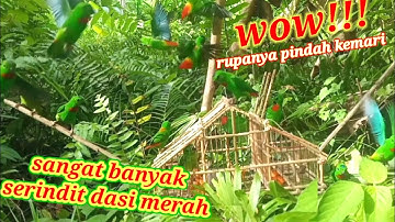SETINGGI LUTUT MENJEBAK BURUNG SERINDIT DENGAN SANGKAR PIKAT DAPAT POIN 2 !! BIRD TRAP