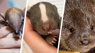 Can you recognize baby animals - Cute and funny compilation / game screenshot 1