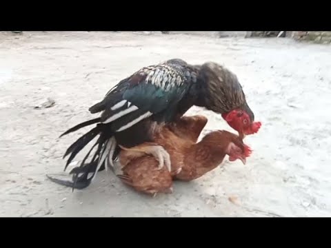 Aseel Breeding Pair Rooster and Hen Hen How do Aseel Chickens mate | Hen Crossing| aseel murga murgi