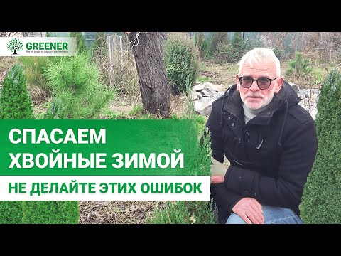 Пожелтение ХВОЙНЫХ зимой! Проблема или обычное явление? Советы от ЕКСПЕРТА!