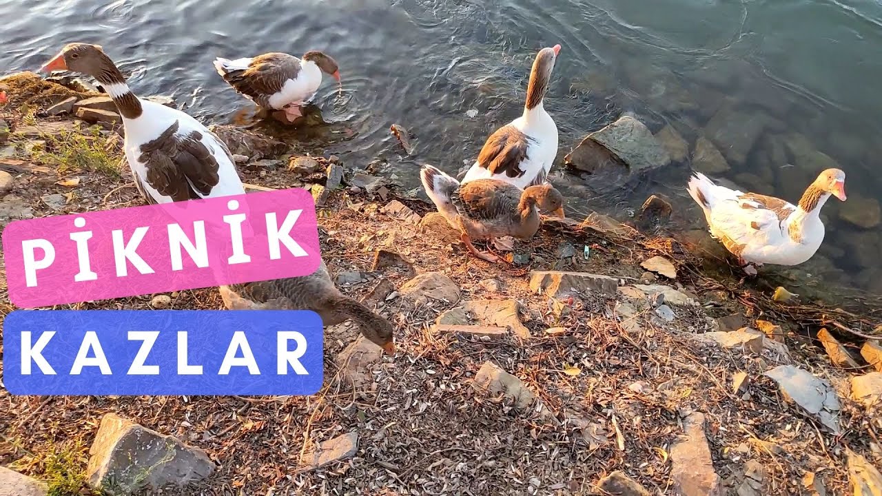 PİKNİK YAPTIK / PERİBACALARINI GÖSTERDİM / KAZLARI BESLEDİK (günlük vlog, seyahat, yemek tarifi)