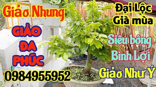 ☎️ 0984.955.952 NGÂN- Siêu bông Bình Lợi, Giảo Nhung, giảo đa phúc, giảo như ý