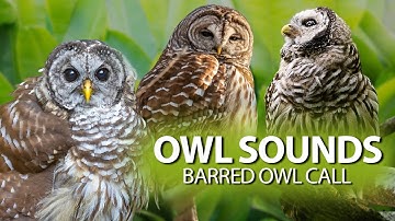BARRED OWL Sounds🦉 - The call of the Barred Owl and also its song.