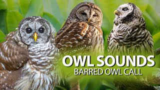 BARRED OWL Sounds🦉 - The call of the Barred Owl and also its song. by Birds & Sounds of Nature 1,112 views 6 months ago 8 minutes, 18 seconds