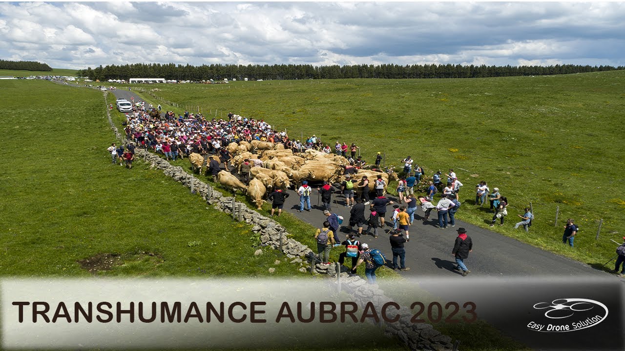 Jour de transhumance en Aubrac