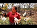 survival skills - woman caught five rabbit & cook chicken with iguana for dog - Eating delicious