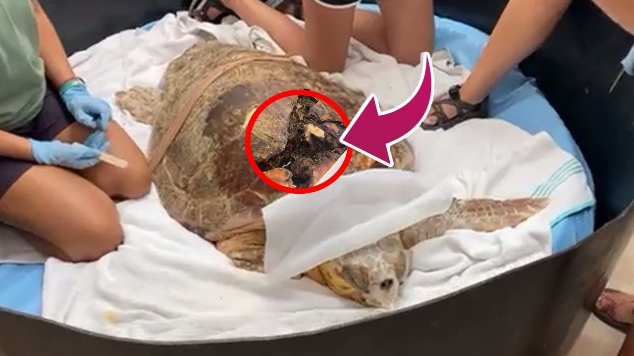 Shocking Rescue Maggots Infesting a Cracked Sea Turtle’s Shell Ep 1 # ...