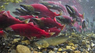 How Did Salmon Evolve | Animals Summary