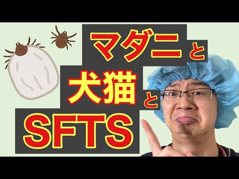 SFTS（重症熱性血小板減少症候群）とマダニと犬猫について。SFTSは犬猫から人間にも感染します(+o+)マダニ予防していたほうが怖い病気にかかる可能性は下がります、予防しましょうね(^^)