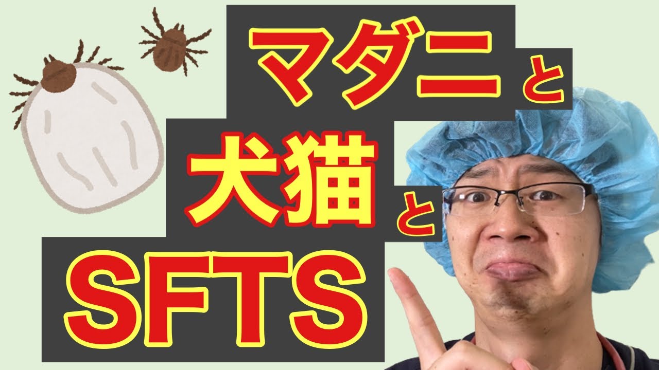 SFTS（重症熱性血小板減少症候群）とマダニと犬猫について。SFTSは犬猫から人間にも感染します(+o+)マダニ予防していたほうが怖い病気にかかる可能性は下がります、予防しましょうね(^^)