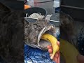 موز فوق العاده برای فلس دار شدن ماهی راهب غول پیکر