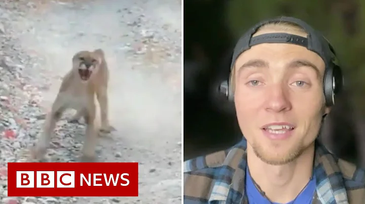 Cougar stalk: Utah jogger on six-minute encounter with a mountain lion - BBC News