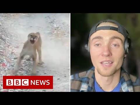 Cougar stalk: Utah