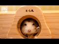 ハムスター豪邸紹介（とら丸様／愛知県）【ジャンガリアンハムスター】/Big house by a hamster.