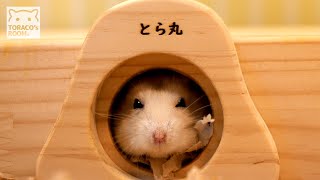 ハムスター豪邸紹介（とら丸様／愛知県）【ジャンガリアンハムスター】/Big house by a hamster.