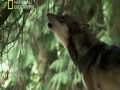 Viviendo con lobos - National Geographic - Parte 3 de 5