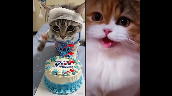 Sad Cat Story 😿😭🐱 #cat #cats #catvideos #catlovers #cutecat