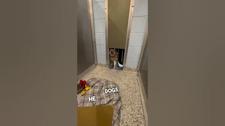 This dog’s reaction of getting adopted is awesome 🙌