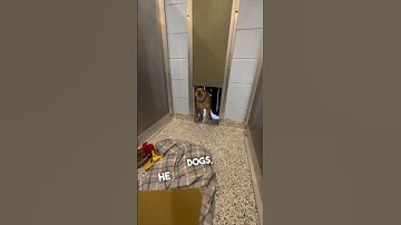 This dog’s reaction of getting adopted is awesome 🙌