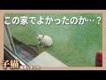 【超絶悲報】拾われる家を間違えてしまった猫の末路