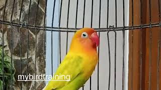 Lovebird Singing || Suara Lovebird Gacor ini Bikin Emosi Naik Nyaut Ngekek Panjang by NATURE WILDLIFE 367 views 3 months ago 10 minutes, 9 seconds
